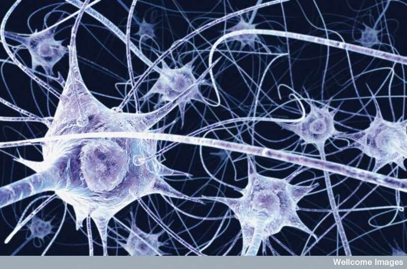 B0004164 Neurons in the brain - illustration. © Wellcome Trust. Used under a CC-BY-NC-4.0 licence.